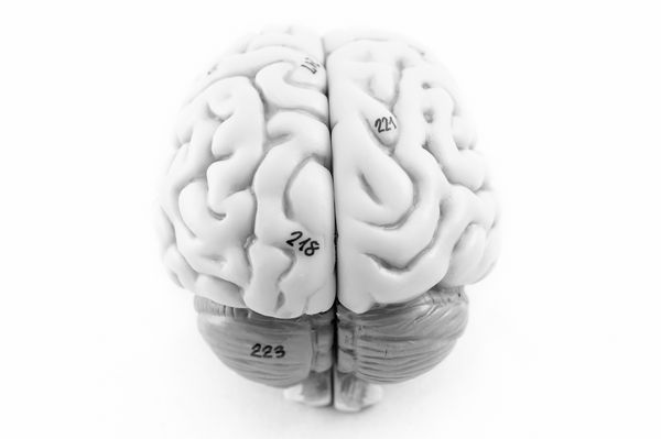 مدل مغز انسان با رنگ سیاه و سفید