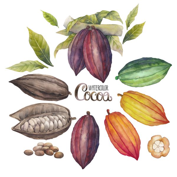 مجموعه میوه های کاکائویی آبرنگ جدا شده در پس زمینه سفید گیاهان کاکائو عجیب و غریب دست کشیده شده است