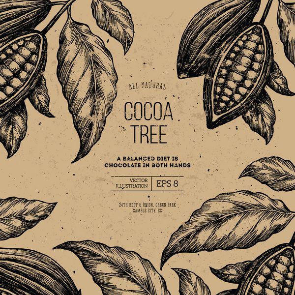 الگوی طراحی درخت لوبیا کاکائو تصویر سبک حکاکی شده لوبیا کاکائو شکلاتی تصویر برداری