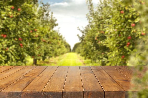 میز چوبی فضا برای دکوراسیون و درختان سیب