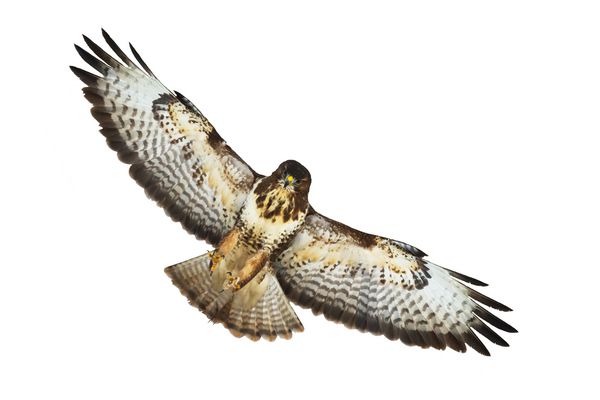 پرندگان طعمه پرواز مشترک معمار Buteo buteo جدا شده در زمینه سفید