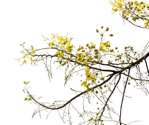 شاخه شکوفه از درخت دوش طلایی با قطره باران جدا شده بر روی رنگ سفید با مسیر قطع