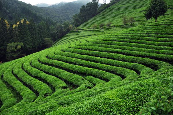 مزرعه چای سبز