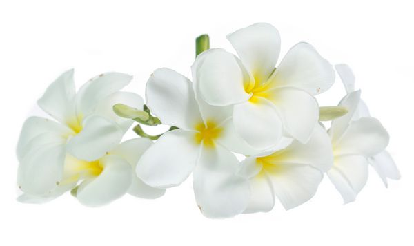 گل frangipani جدا شده بر روی رنگ سفید در زمینه سفید