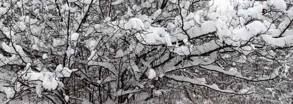 شاخه درخت پوشیده از برف