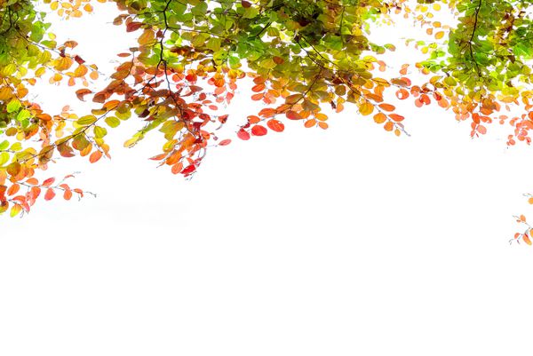 قاب برگهای پاییزی زیبا که بر روی زمینه سفید جدا شده اند