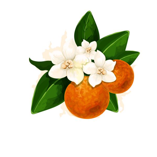 وکتور Fleur d amp x27؛ تصویر نارنجی تصویر شبیه سازی آبرنگ دیجیتال تصویر شکوفه رنگی تفصیلی جدا شده بر روی زمینه سفید