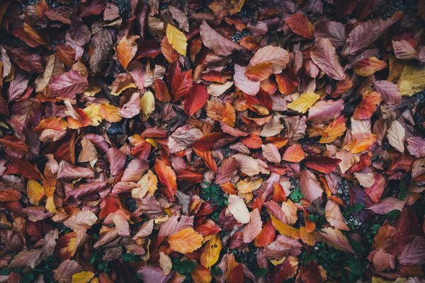 برگهای رنگارنگ پاییزی که روی زمین می خوابند
