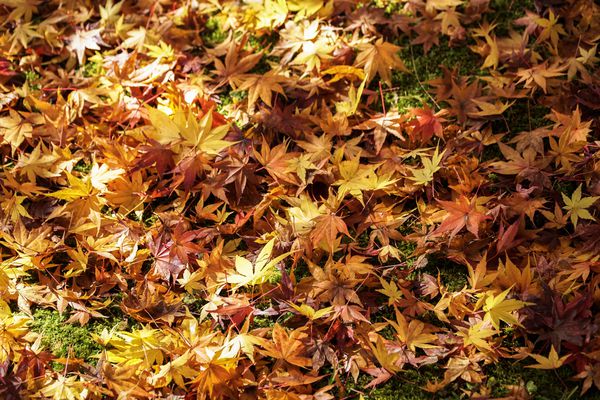 برگ های افرا رنگی پاییزه به رنگ نارنجی زرد و قهوه ای برگهای افتاده در کف جنگل در بافت پس زمینه فصل پاییز کیوتو ژاپن