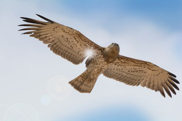 نمای زاویه ای کوتاه از عقاب مار کوتاه قد با بالهای کامل در آسمان آبی با پرتوهای خورشید از طریق بال پرواز می کند طعمه پرواز در پرواز نزدیک