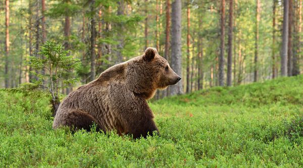 خرس قهوه ای با زمینه جنگلی