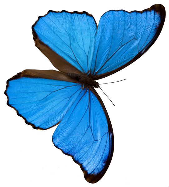 یک پروانه آبی روی زمینه سفید
