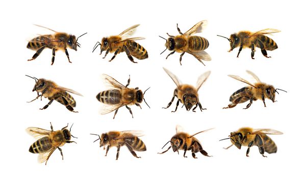 گروه زنبور عسل یا زنبور عسل در لاتین Apis Mellifera زنبور عسل اروپایی یا غربی جدا شده در زمینه سفید زنبور عسل طلایی