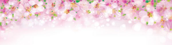 وکتور شکوفه درخت ساکورا بنر صورتی بوکه