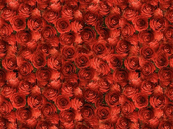 پس زمینه گل رز قرمز طبیعی نمای بالا از گل رز کارت گل های عروسی 3D
