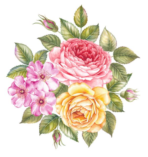 گل آبرنگ گلدار گل رز گل رز صورتی زیبا به سبک پرنعمت برای طراحی ترکیب گل گلی دستباف تصویر گیاه شناسی آبرنگ