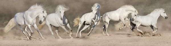گله اسب سفید در گرد و غبار بیابانی اجرا می شود پانوراما برای وب