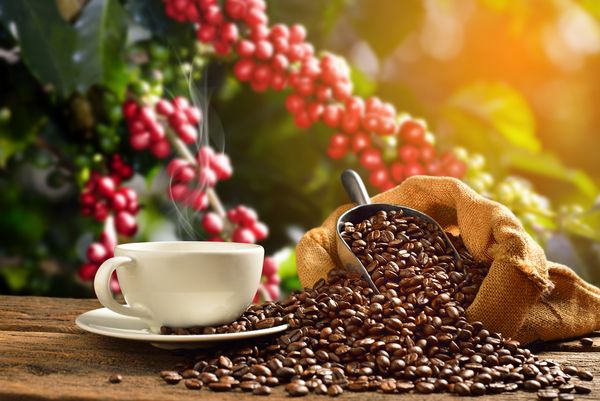 فنجان قهوه با دود و دانه های قهوه در کیسه چغندر در زمینه درخت قهوه