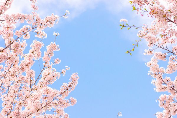 شکوفه های گیلاس در شکوفه های کامل آسمان آبی و ابرها