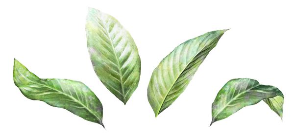 عناصر گیاهان را تنظیم کنید مجموعه گرمسیری تصویر جدا شده در پس زمینه سفید برگهای عجیب و غریب سبک آبرنگ سبز