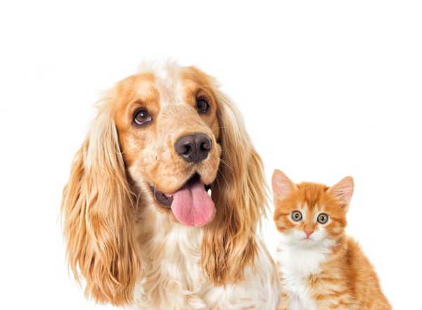 سگ و بچه گربه خروس اسپانیل انگلیسی روی یک پس زمینه سفید