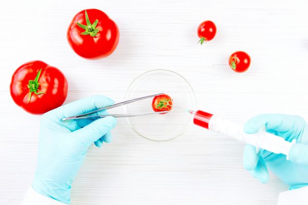 دانشمندی که گیاهان gmo را برای آزمایش در کارخانه آزمایشگاهی نگهداری می کند تزریق گوجه فرنگی نمای بالا