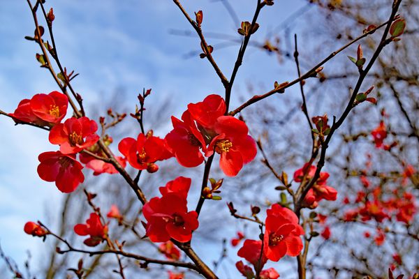 گلهای قرمز روشن از درخت گل شکوفه در یک پس زمینه از آسمان آبی