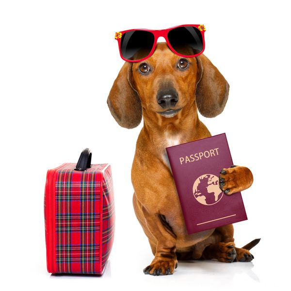 dachshund یا سگ سوسیس در تعطیلات تعطیلات تابستانی با سند پاسپورت یا بلیط و کیف یا چمدان جدا شده در زمینه سفید