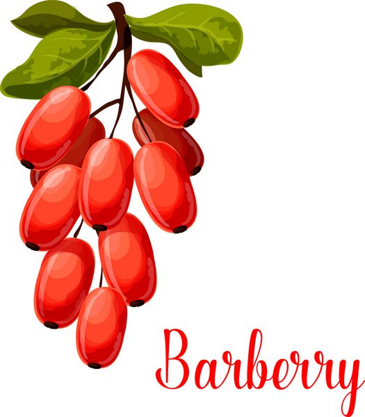 شاخه میوه زرشک نماد کارتون جدا شده توت قرمز تازه زرشک با برگهای سبز برای ادویه ها و ادویه های سالم طبیعی غذاهای گیاهی طراحی غذاهای آسیایی