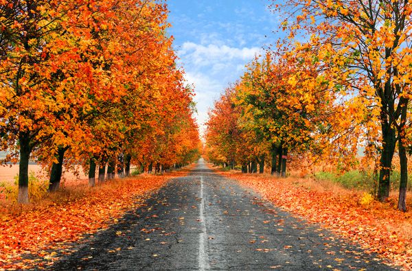 جاده کشور پاییزی با درختان رنگارنگ و مرطوب