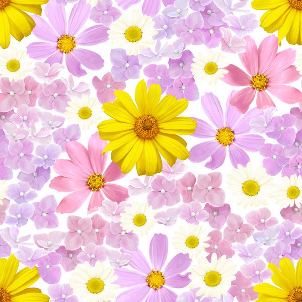الگوی یکپارچه تابستانی با گل های رودبکیا کیهان بابونه و گل آذین هیدرانسا تصویر گل بردار