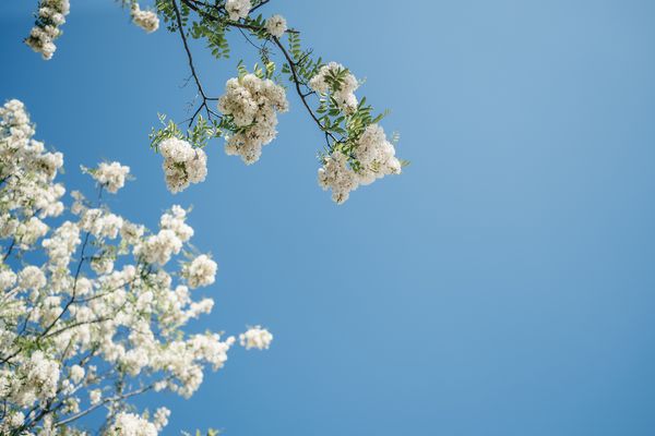 اقاقیای در حال شکوفه در برابر آسمان آبی فضای متن