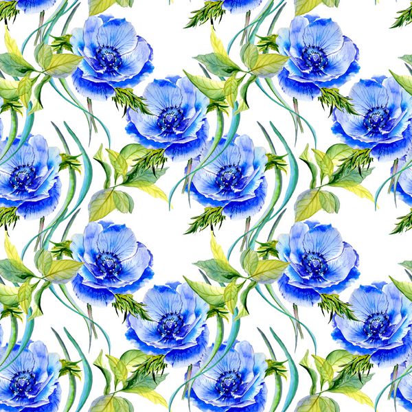الگوی گل شقایق گل گل وحشی به سبک آبرنگ جدا شده است نام کامل گیاه شقایق آبی گل وحشی Aquarelle برای پس زمینه بافت الگوی بسته بندی قاب یا حاشیه