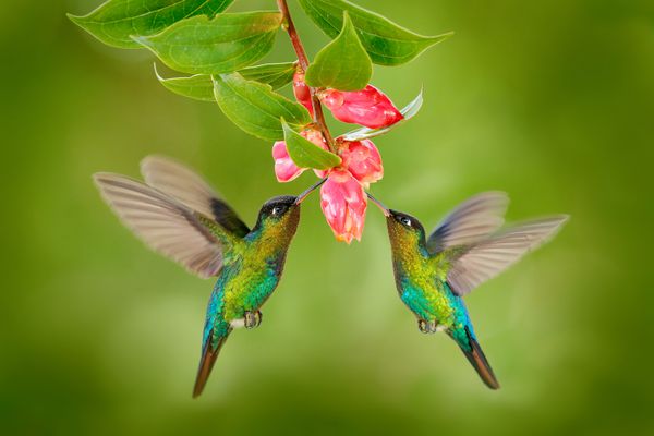 دو علف زرد با گل صورتی Hummingbirds با آتش سوزی در کنار گل زیبای شکوفه ساوگره کاستاریکا پرواز می کند صحنه های اکشن حیات وحش از طبیعت