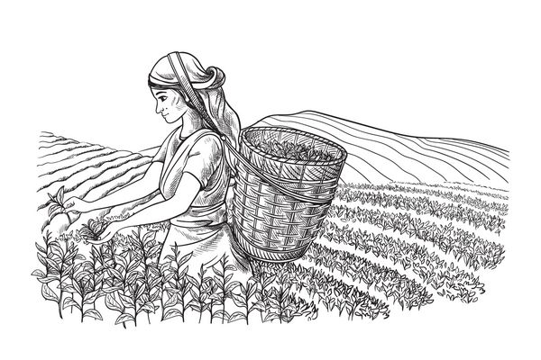 یک زن با لباس های سنتی برگهای چای را در مزارع چای aa مزارع جمع می کند چای جمع کننده طرح خط تصویر برداری دستی