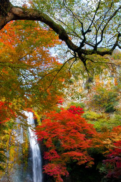 مناظر زیبا آبشار مینوه و برگهای پاییزی در اوزاکا ژاپن