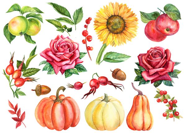 نقاشی آبرنگ مجموعه پاییز عناصر روی یک پس زمینه جدا شده کدو تنبل انواع توت های گل رز وحشی سیب گل سرخ گل آفتابگردان بلوط شاخه و برگ