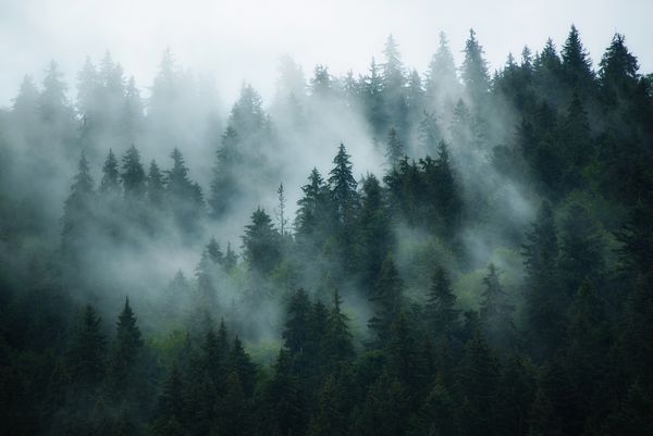 چشم انداز مه آلود با جنگل های صنوبر به سبک یکپارچهسازی با سیستمعامل hipster