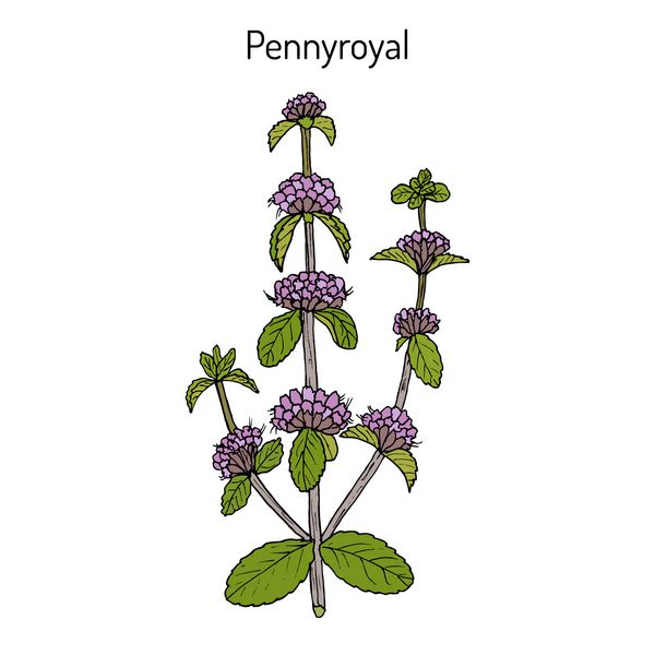 Pennyroyal Mentha pulegium گیاه دارویی کشیده شده تصویر برداری گیاه شناسی