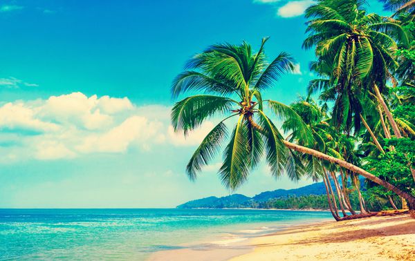 ساحل زیبا نمای ساحل گرمسیری خوب با کف دست در اطراف مفهوم تعطیلات و تعطیلات ساحل گرمسیری