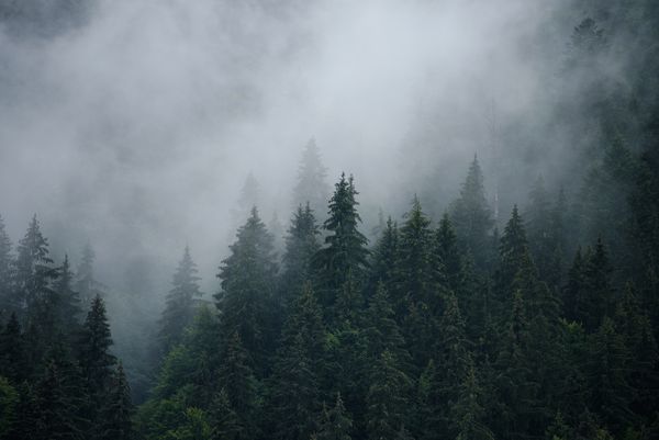 چشم انداز مه آلود با جنگلهای صنوبر در سبک یکپارچهسازی با سیستمعامل پرنعمت hipster پس زمینه طبیعی