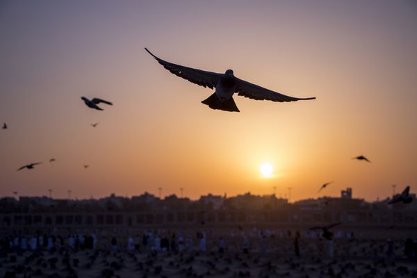 گله کبوترانی که از زندگی در طبیعت در پس زمینه غروب آفتاب جاناتول بقی مدینه عربستان سعودی لذت می برند پرنده رایگان از طبیعت در هنگام غروب آفتاب مفهوم امید لذت می برد