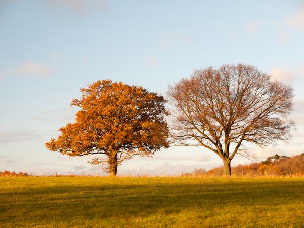 دو درخت بزرگ زمین چمن خالی کشور درختان آسمان آبی ابرهای منظره دشت essex؛ انگلستان؛ انگلستان