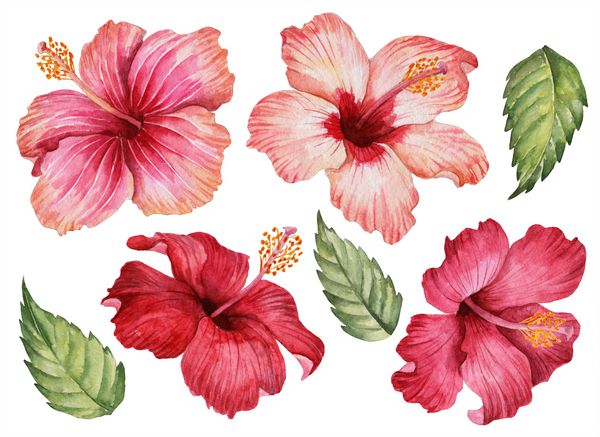 مجموعه آبرنگ گلهای صورتی و قرمز تصویرگری از گیاهان مرتع و برگها عناصر گل با دست کشیده شده بر روی یک پس زمینه سفید