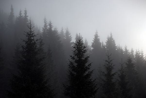پس زمینه طبیعت تصویر زمینه شبح درخت کریسمس در مه