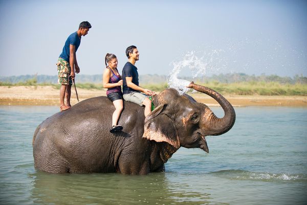 حمام کردن روی فیل ها نپال پارک ملی چیتوان نوامبر 2017
