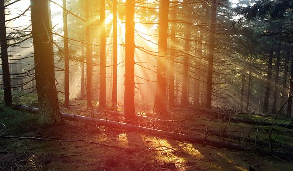 عکس طبیعت شگفت انگیز که توسط غروب خورشید در جنگل مرطوب مه آلود گرفته شده است