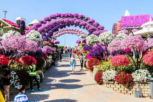 دبی امارات متحده عربی 12282017 باغ گل معجزه زیبا و شکوفا با بیش از 45 میلیون گل در یک روز آفتابی دبی امارات متحده عربی