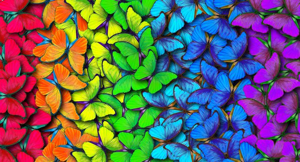 رنگهای رنگین کمان الگوی پروانه های چند رنگ مورفو پس زمینه بافت