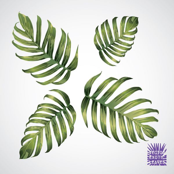 برگ گرمسیری برگ نخل سبز وکتور شبح گیاه عجیب و غریب عنصر گیاه شناسی جدا شده در پس زمینه سفید برگهای گرمسیری تابستانی هاواییایی که برگهای گرمسیری بردار کشیده شده است Monstera fern گیاه اگزوتیک نخل